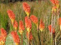 Albums/20060200-New Zealand 2006/20060314-Dunedin/61